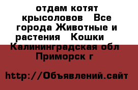 отдам котят крысоловов - Все города Животные и растения » Кошки   . Калининградская обл.,Приморск г.